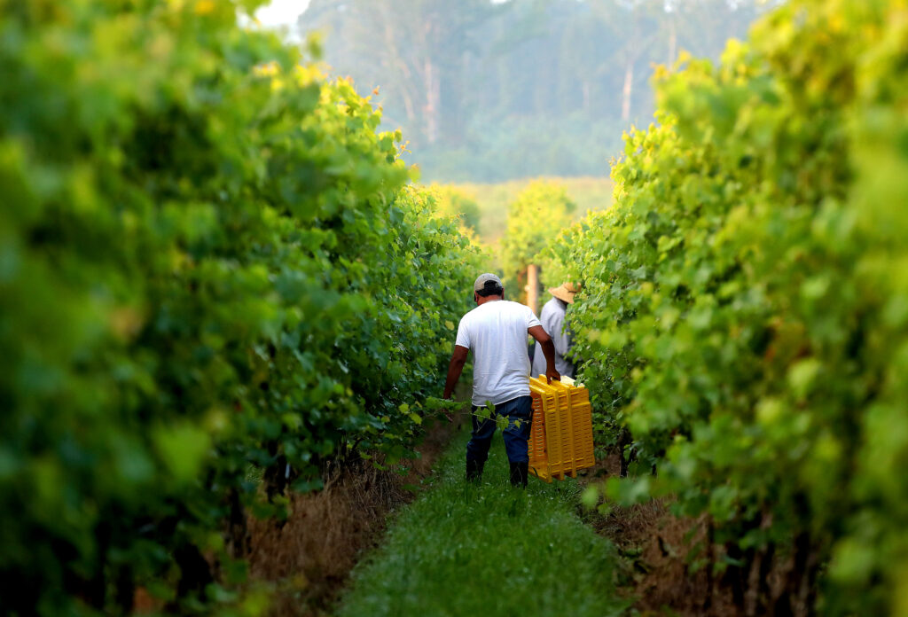 Workers harvesting grapes at a vineyard in Virginia.