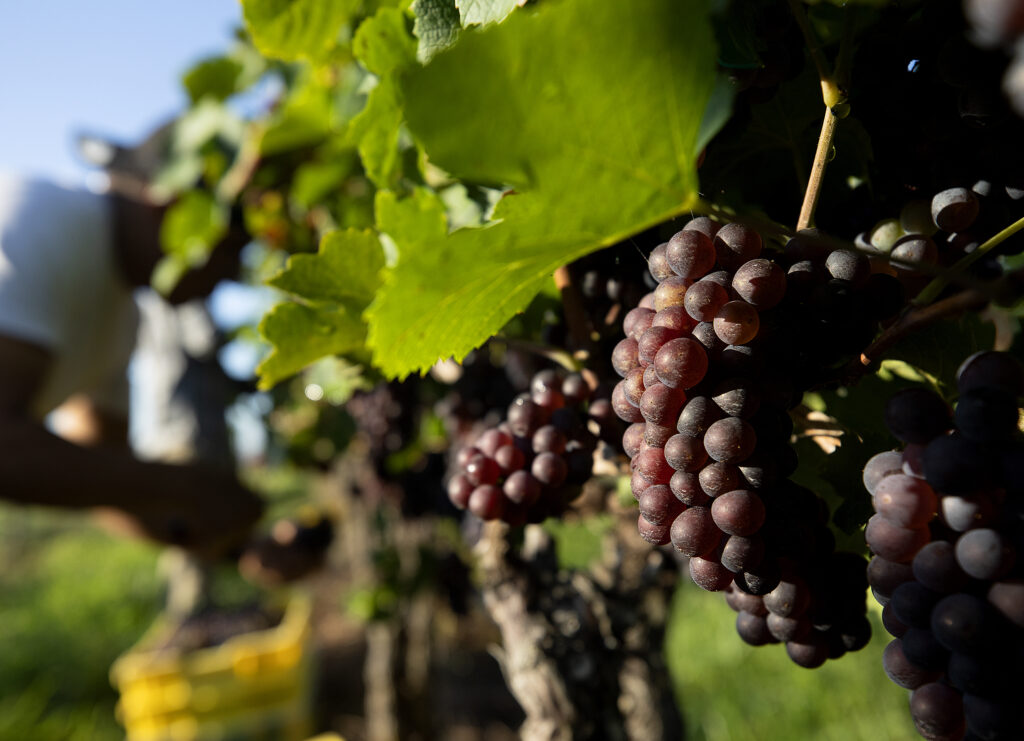 Close-up of ripe red grapes growing on the vine in Virginia.
