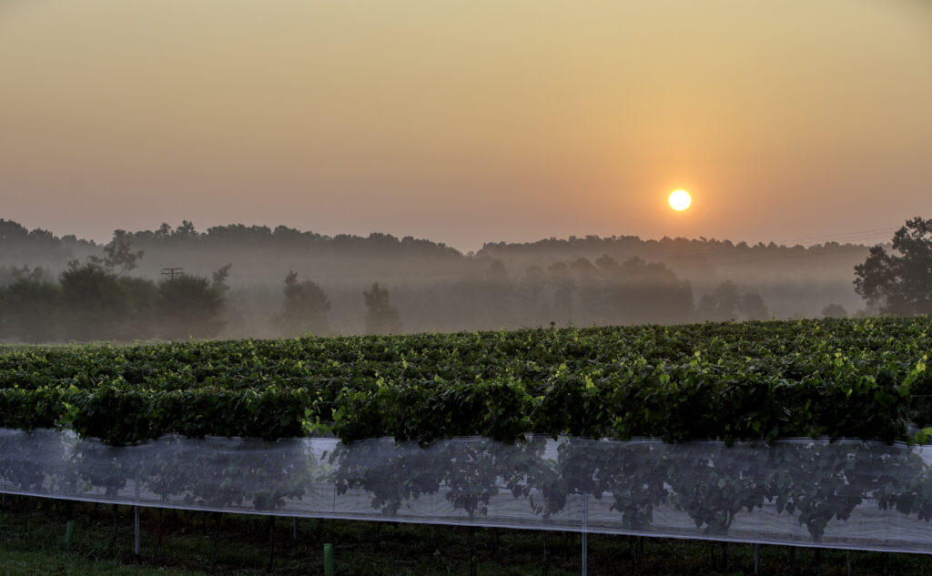 Sunrise over Virginia vineyard rows at Rosemont.