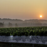 Celebrate Centuries of Winemaking at Camp Cardinal’s Virginia Wine Camp 