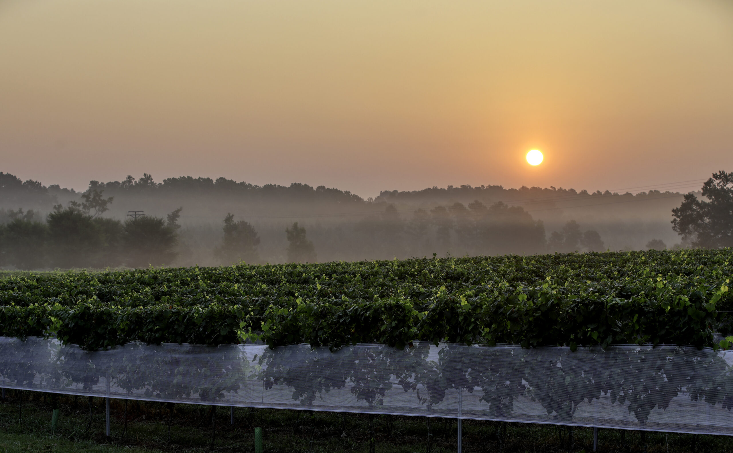 Sunrise over Virginia vineyard rows at Rosemont.