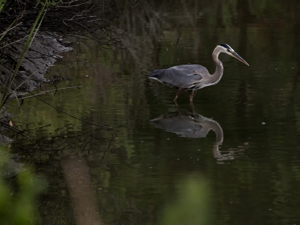 A heron standing in shallow water surrounded by reeds