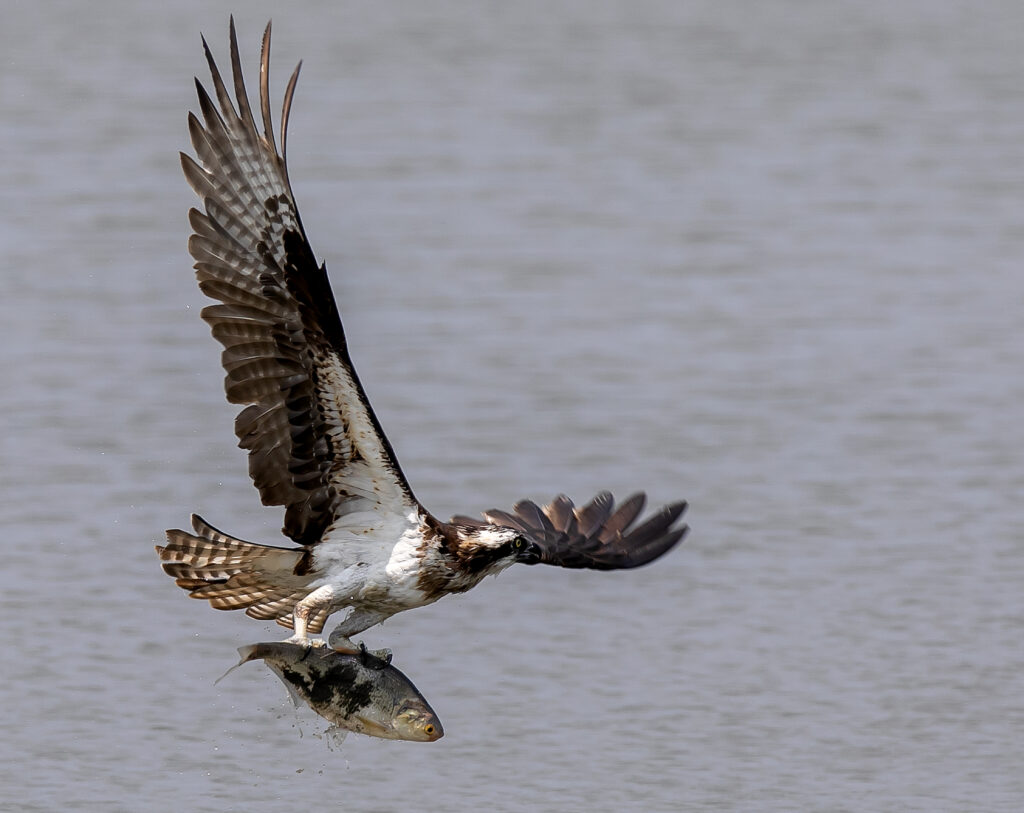 Close-up of an osprey lifting fish from the water