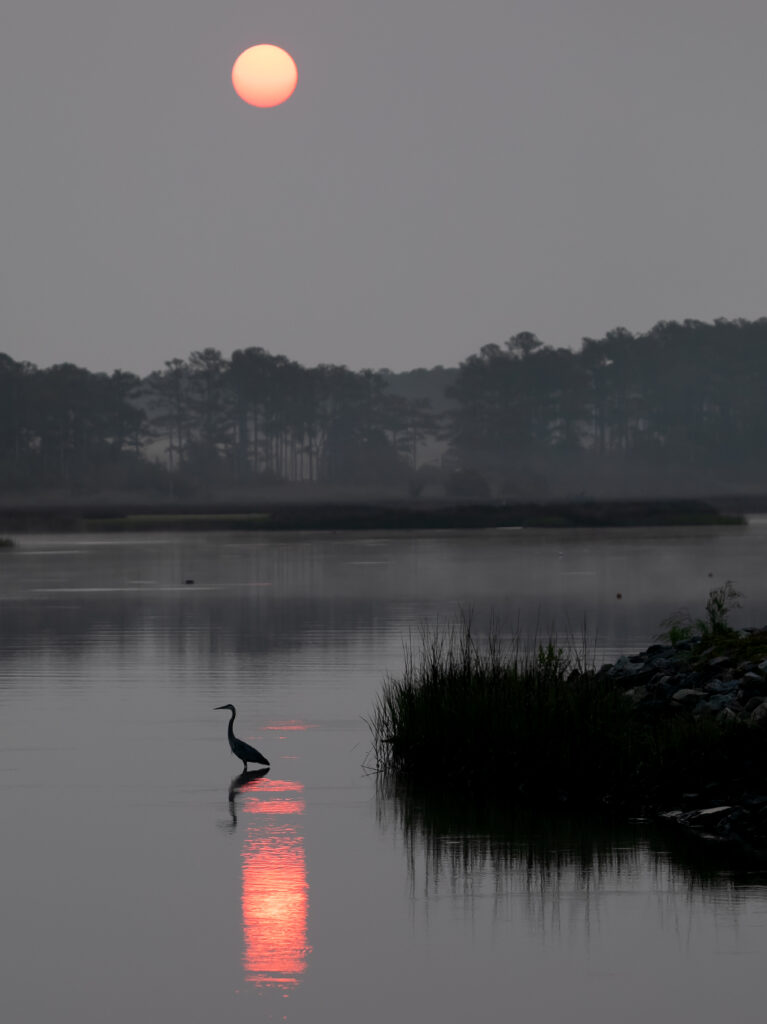 The perfect start to a wildlife-filled day—herons often appear at sunrise near the shore.