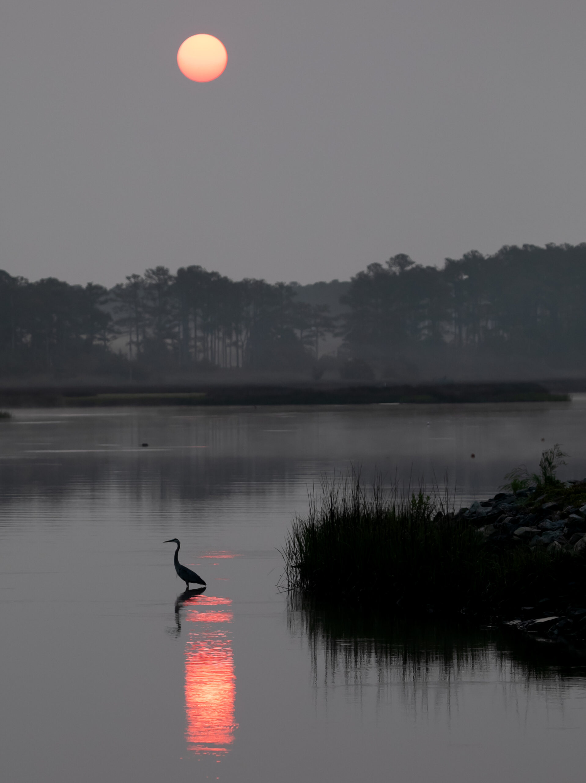 The perfect start to a wildlife-filled day—herons often appear at sunrise near the shore.