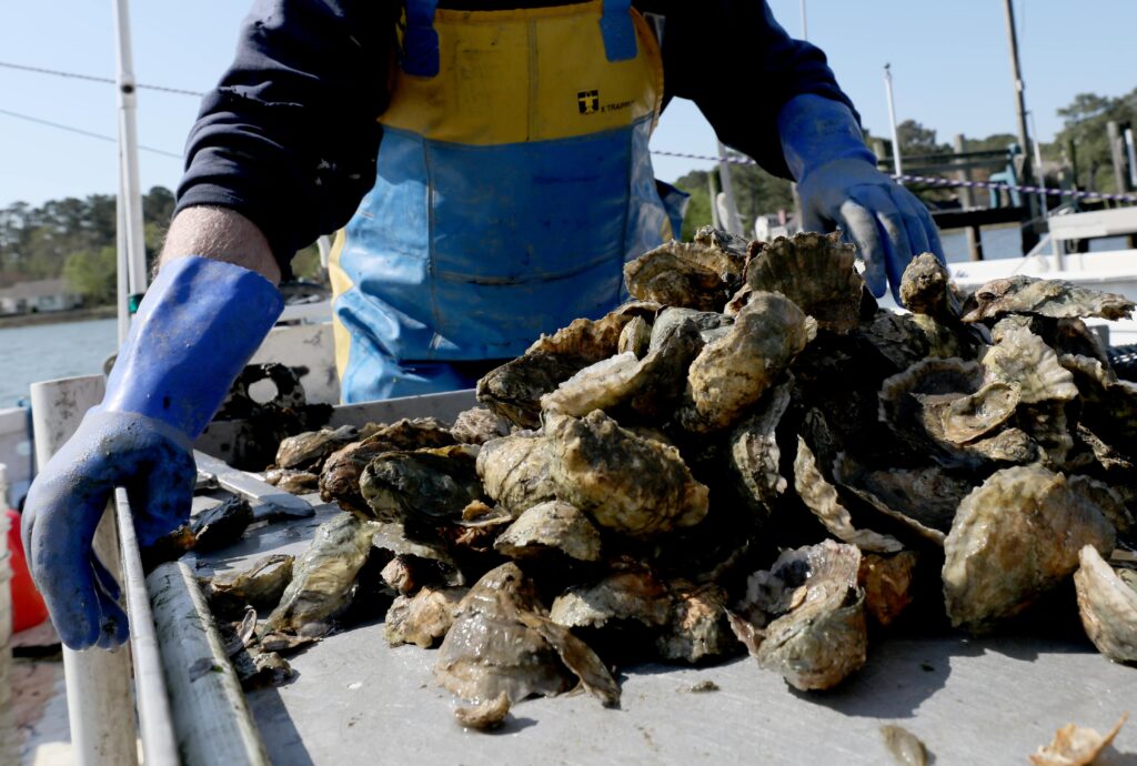 Freshly harvested Virginia oysters piled on a sorting table aboard a fishing boat.
