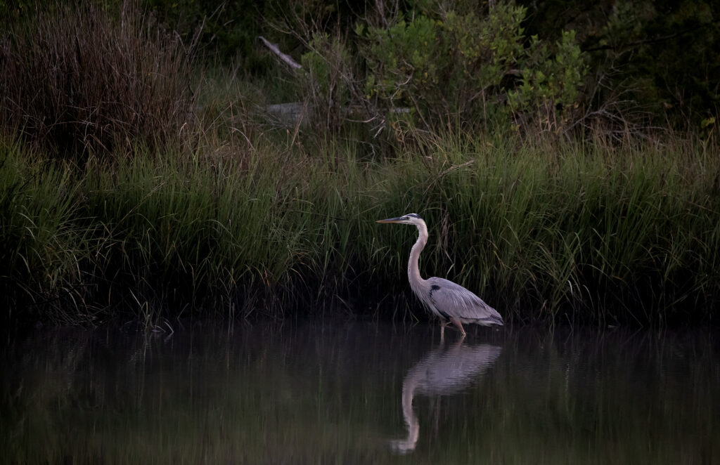 A great blue heron stands in a quiet marsh along the river