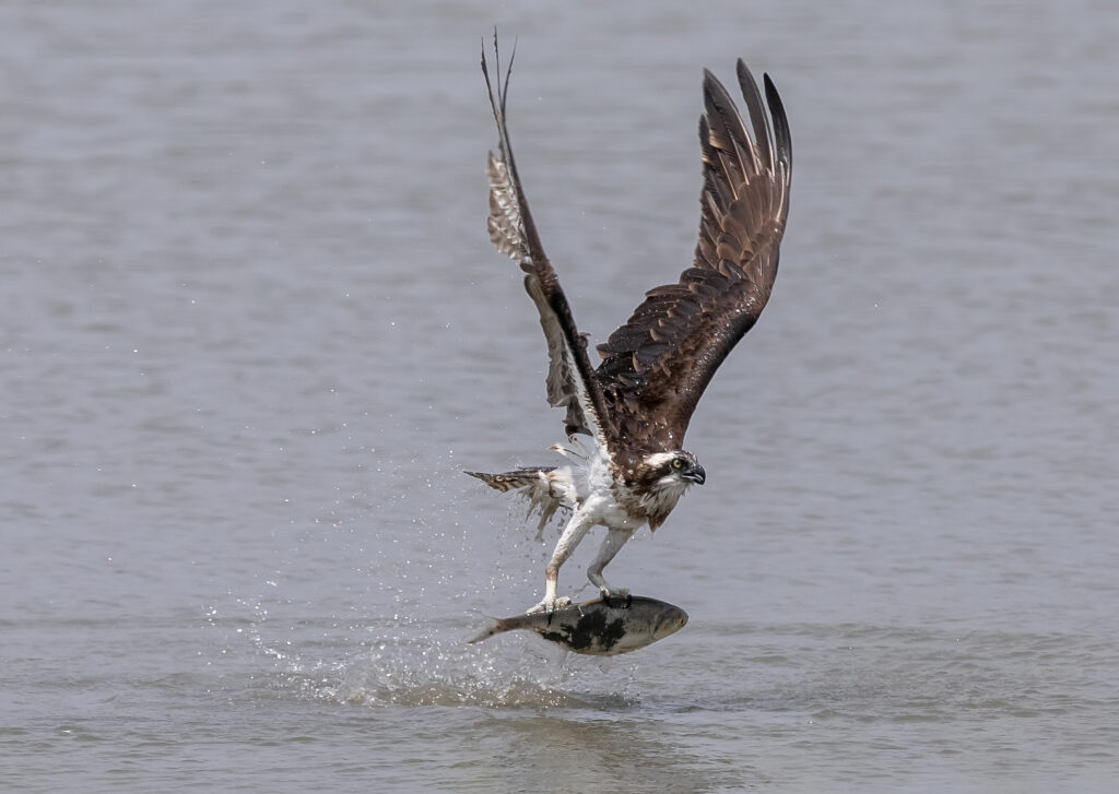 An osprey swoops down over the water with a fish in its talons