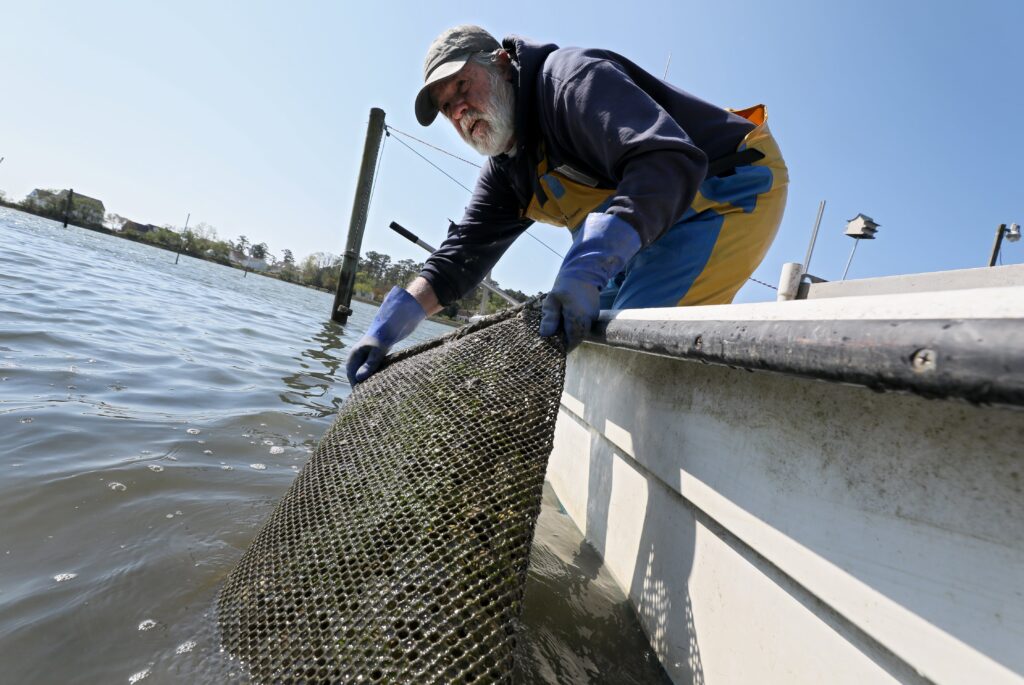 A Virginia waterman lifting a mesh oyster bag from the York River aboard his boat.
