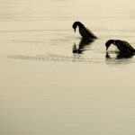 Wildlife Etiquette 101: How to Respect Nature While Camping at Camp Cardinal