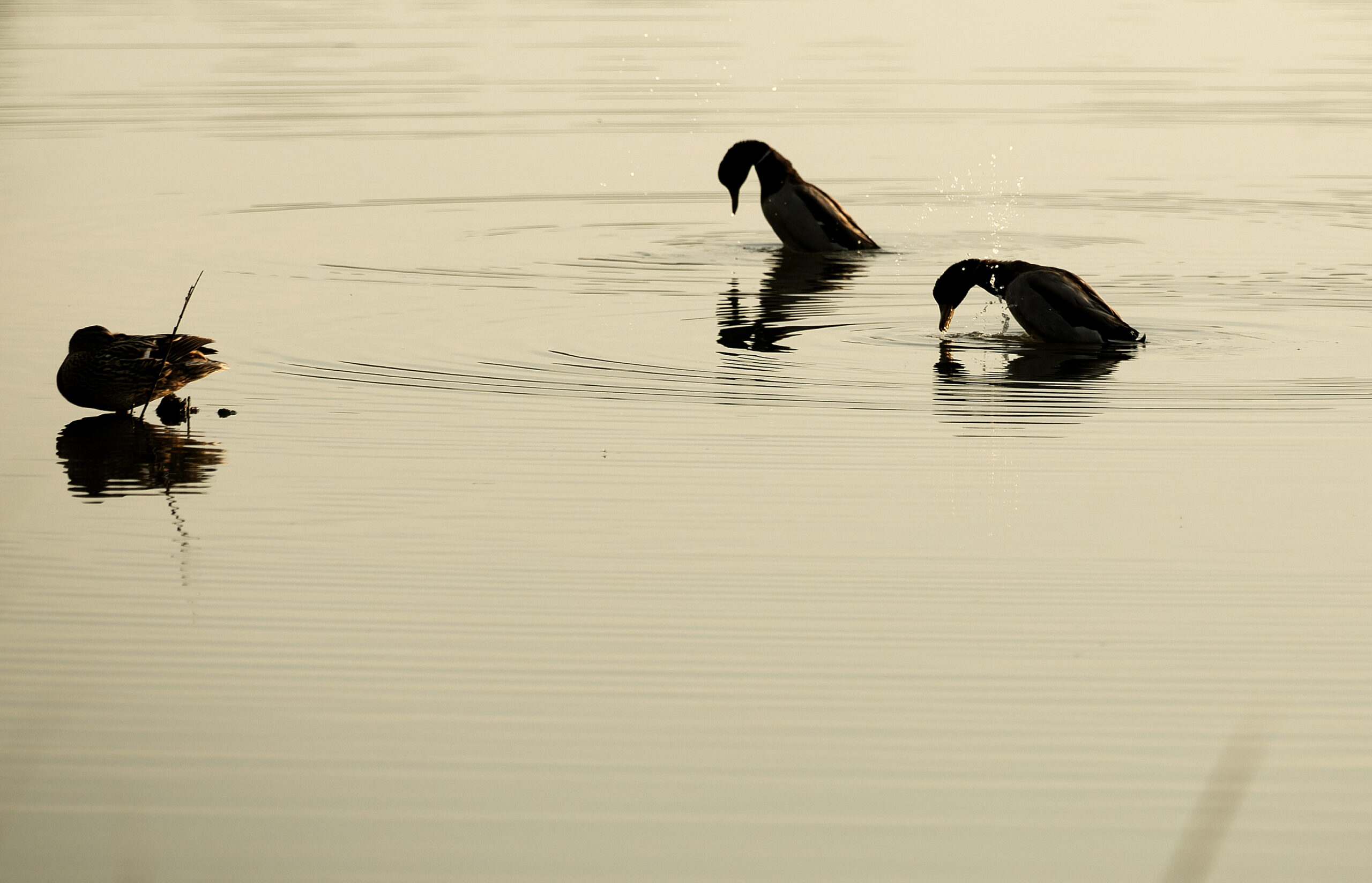 Three ducks wading and swimming peacefully at sunrise on the water near Camp Cardinal.
