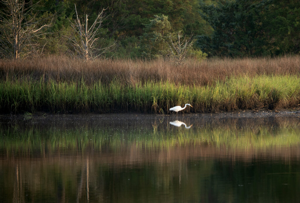 A white egret walks through the marsh grasses along the shoreline at Camp Cardinal.